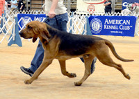 Bloodhound in match (3)