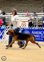 Bloodhound in match (2)