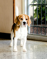 Bell Beagle Charlie