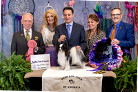 Papillon Club of America 2019 National Specialty