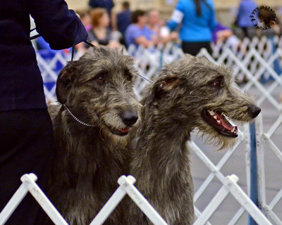 Taryn Irish Wolfhounds
