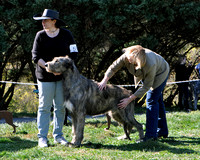 Locust Grove Irish Wolfhound  Match 2011